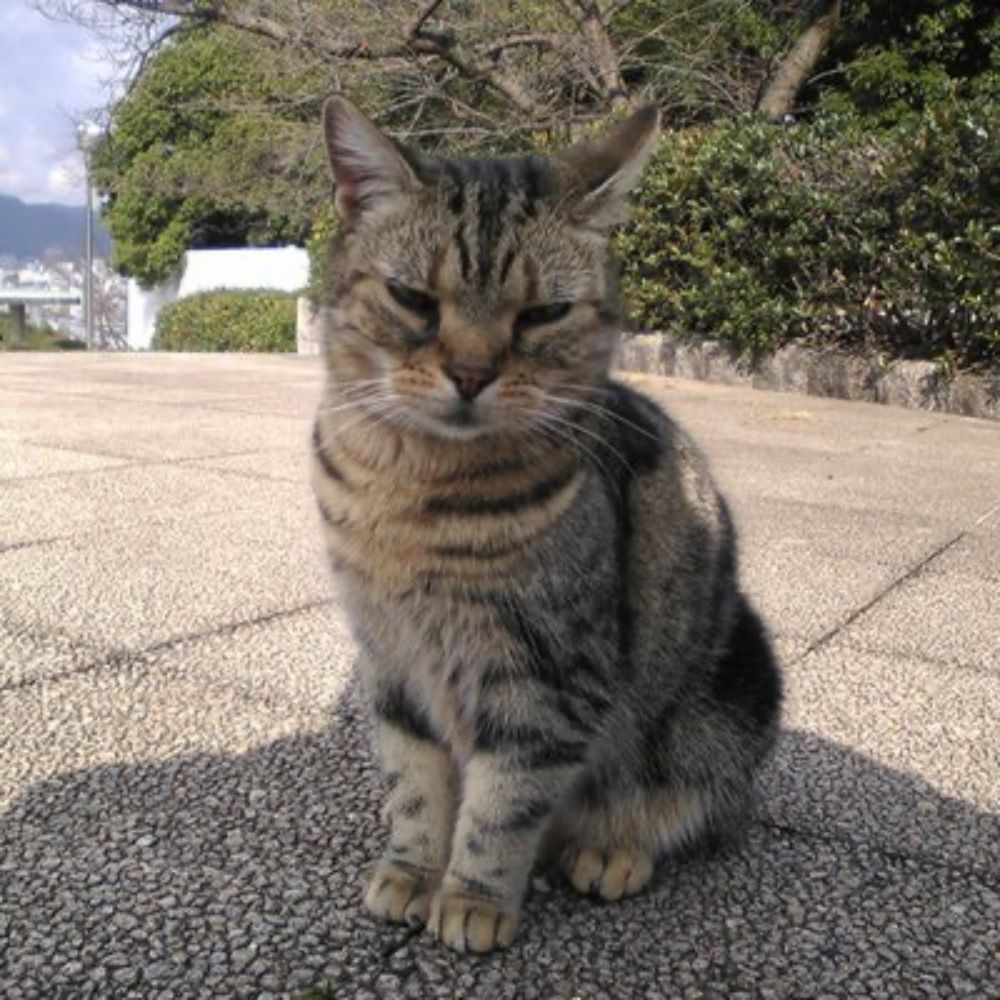 さかきあきら