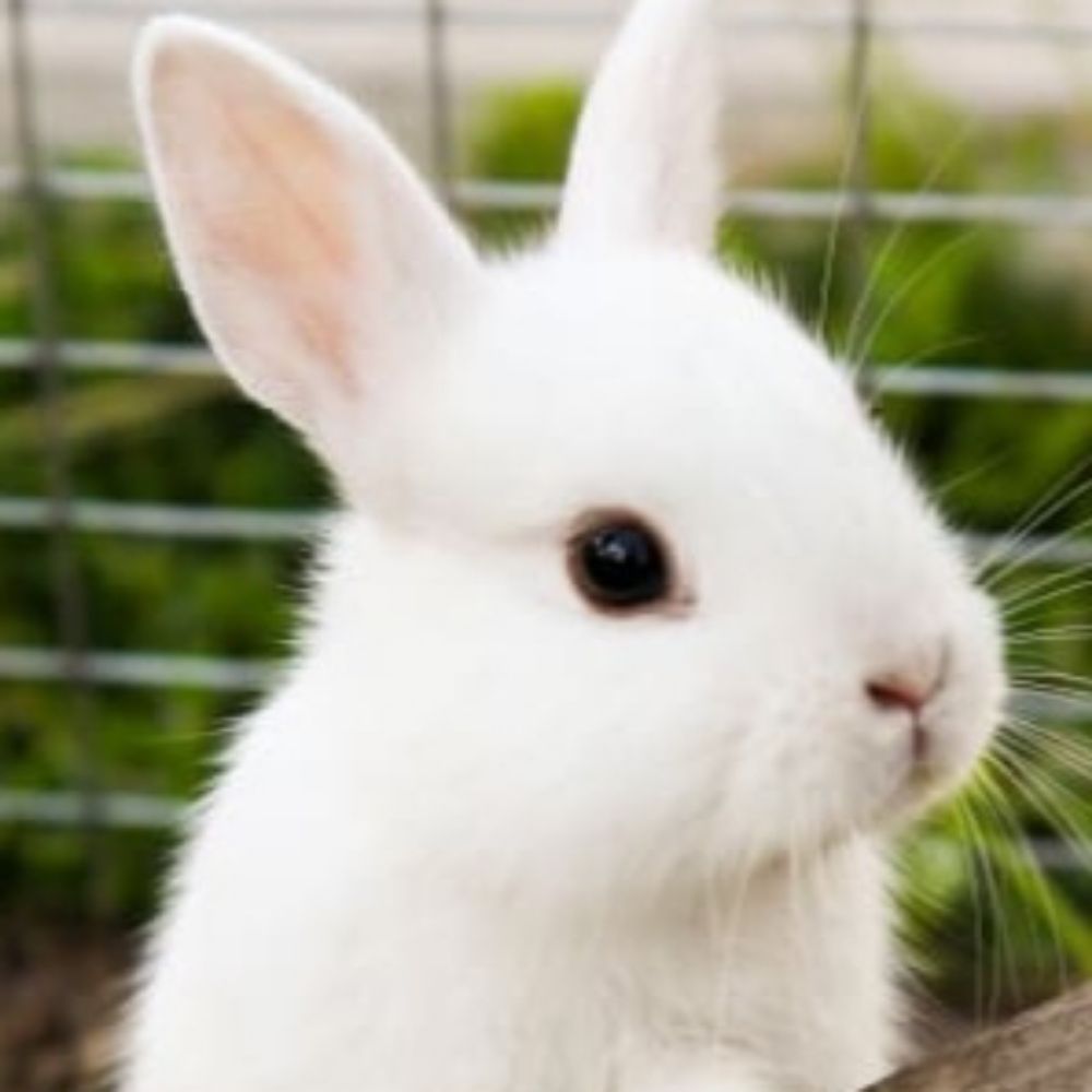 TinyBunBun (18+)