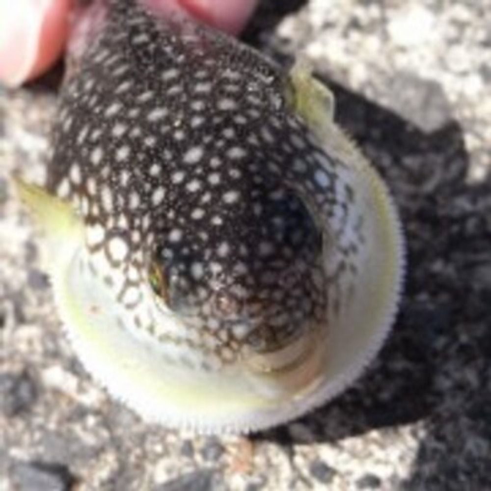 ぎんぽ