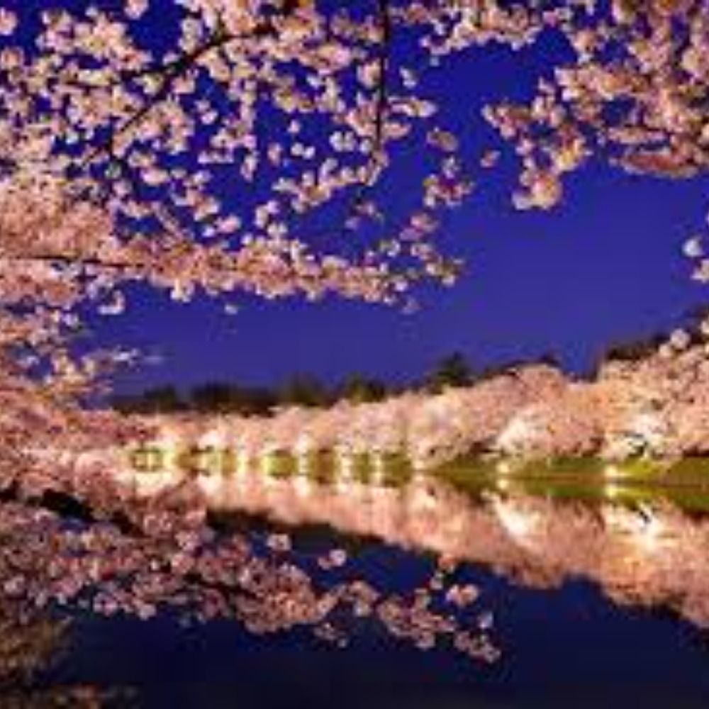 夜桜