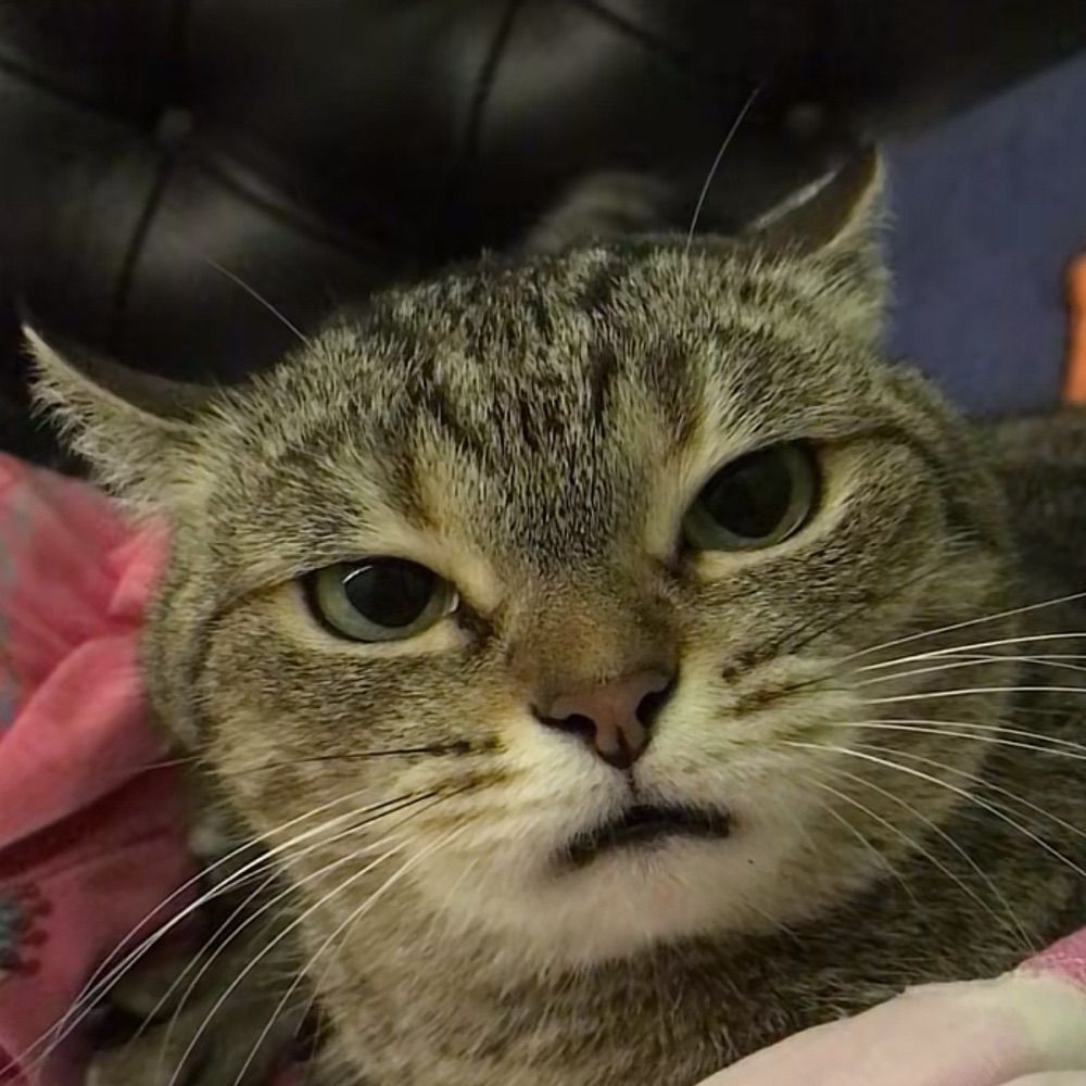 เมล