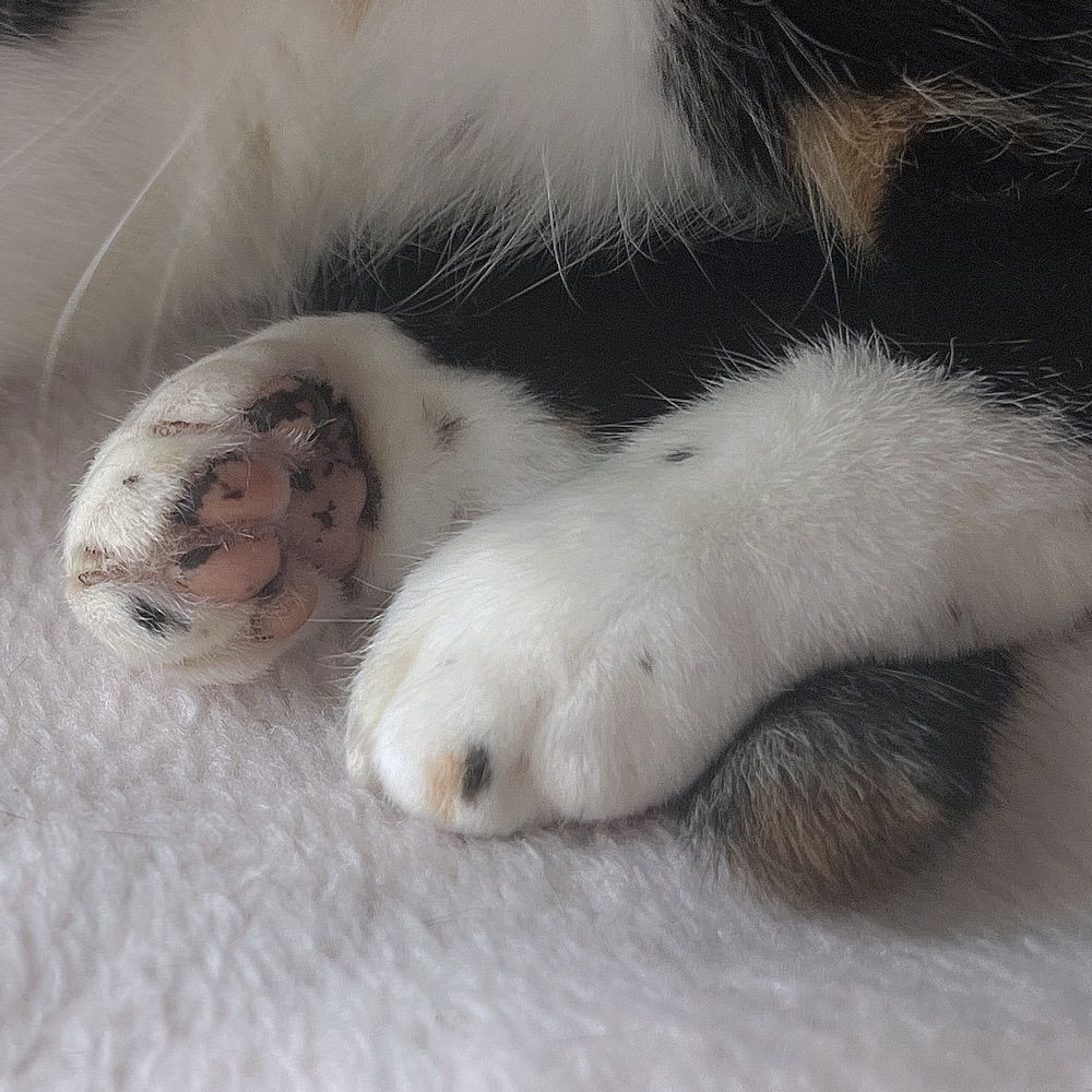 て