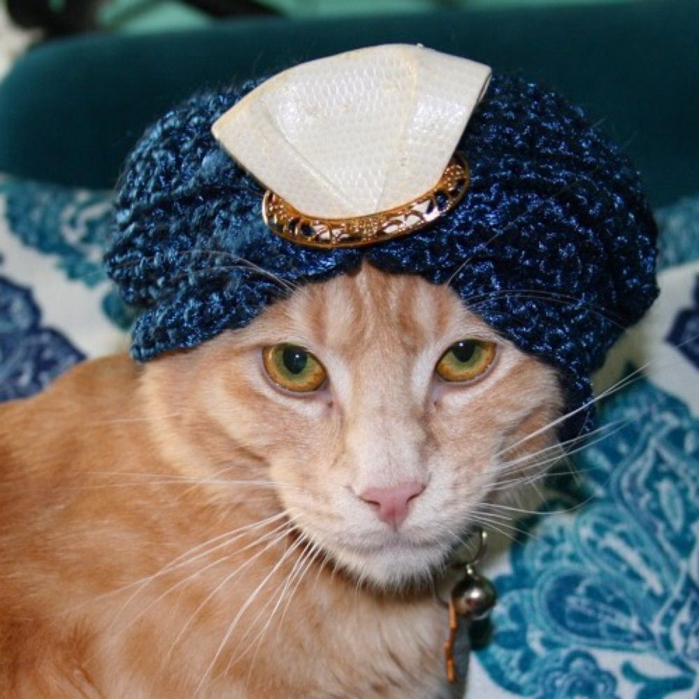 Wise PaxCat