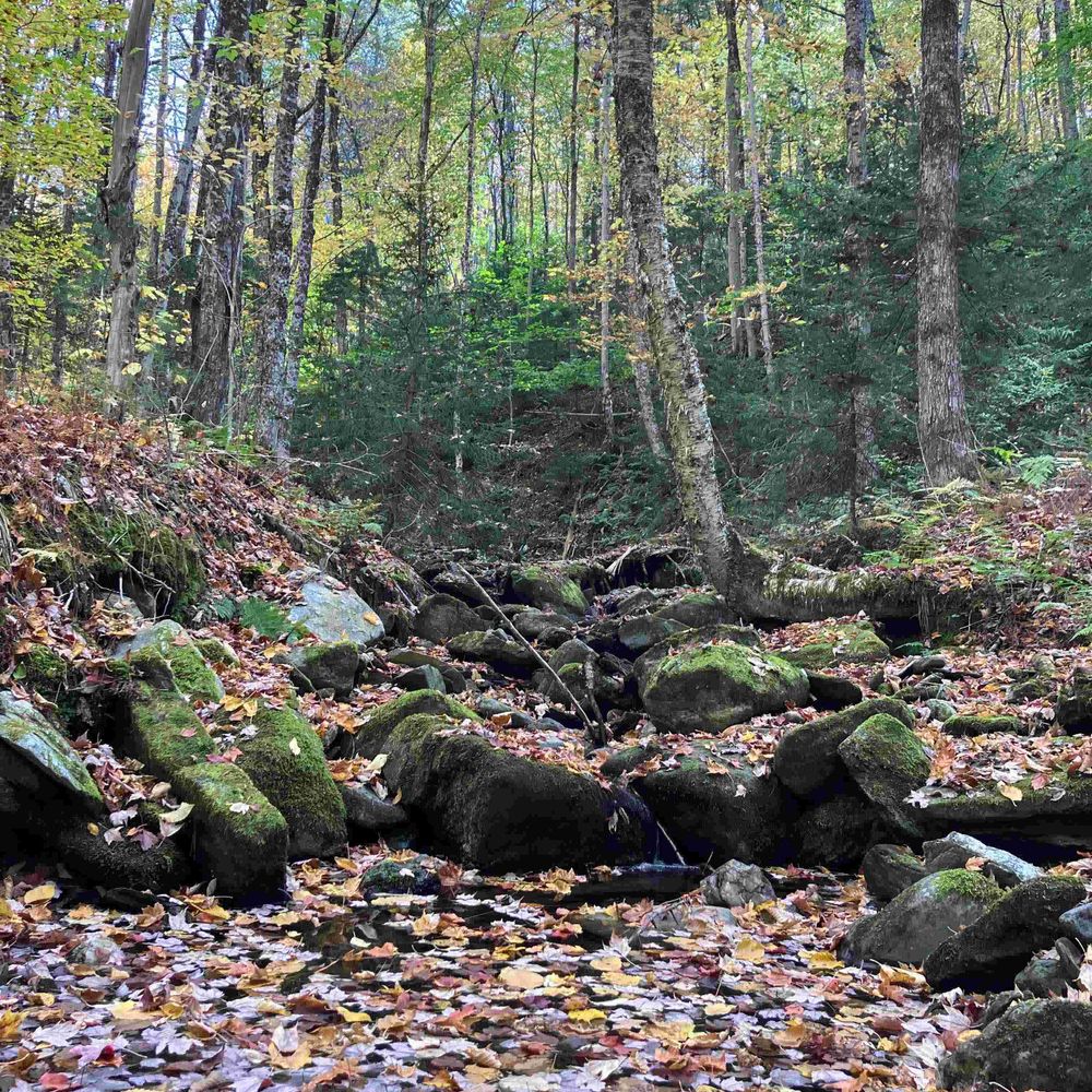 Vermont Forest Cemetery