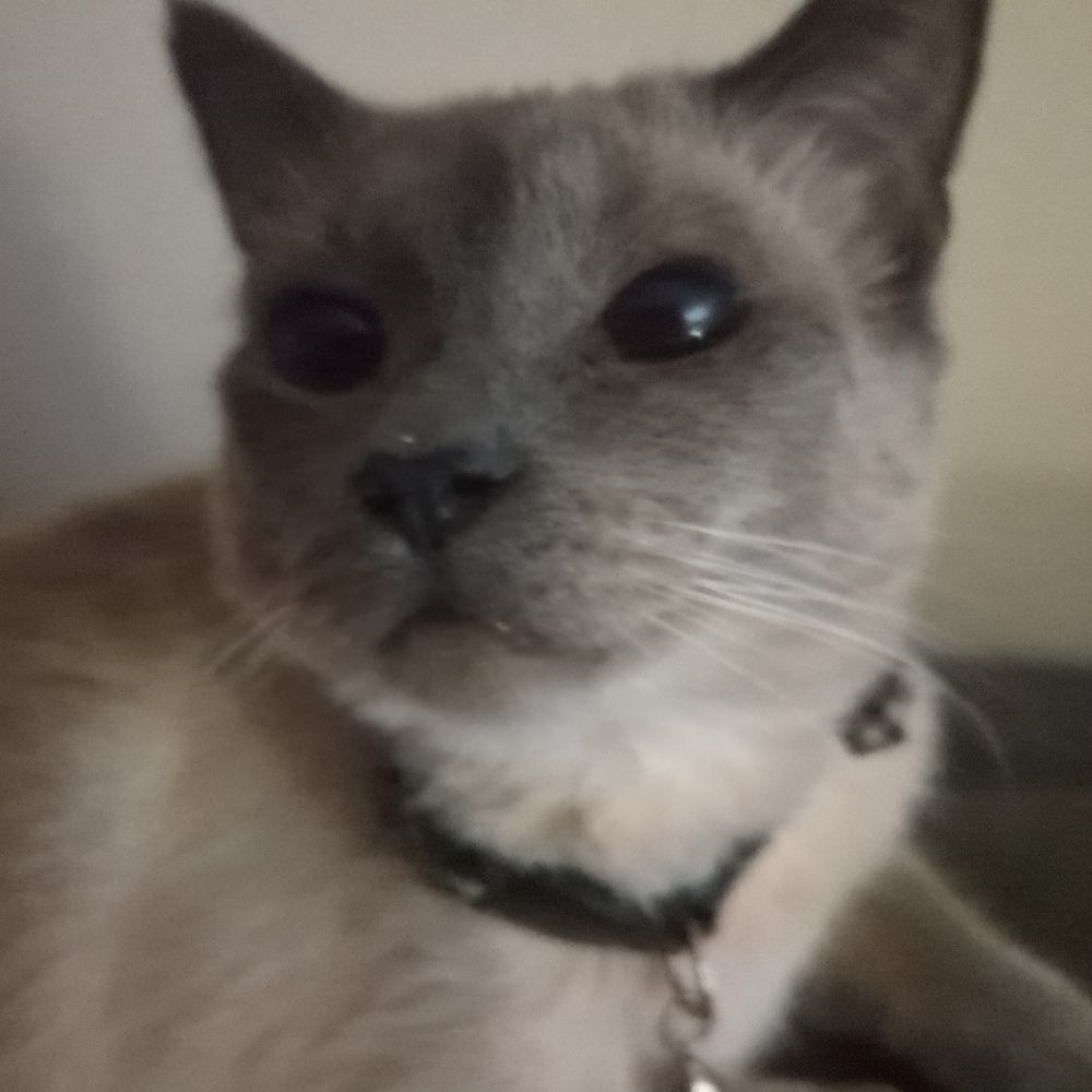 Jeb 😸