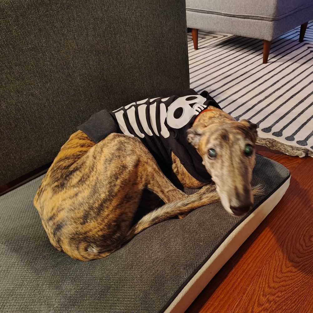 Mr Bones Stan Account (Unofficial)