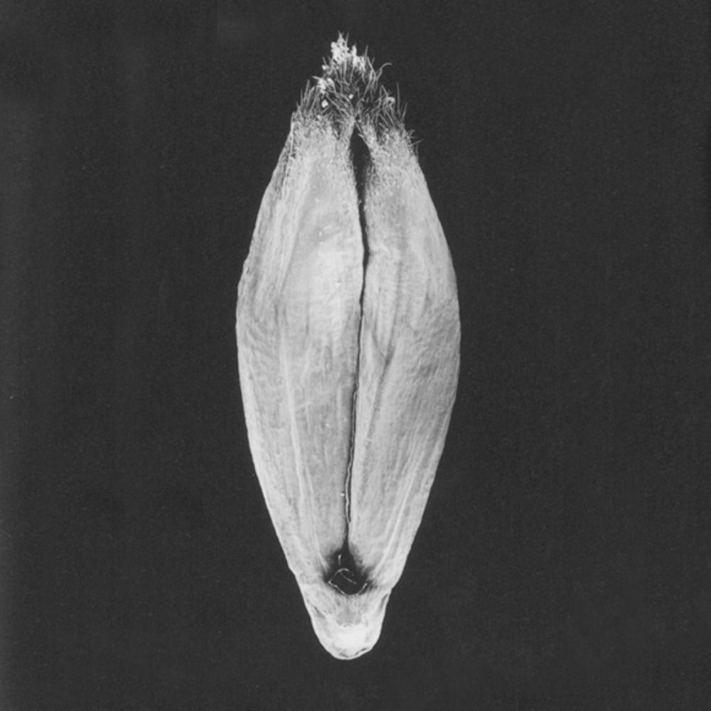 Save Our Seeds