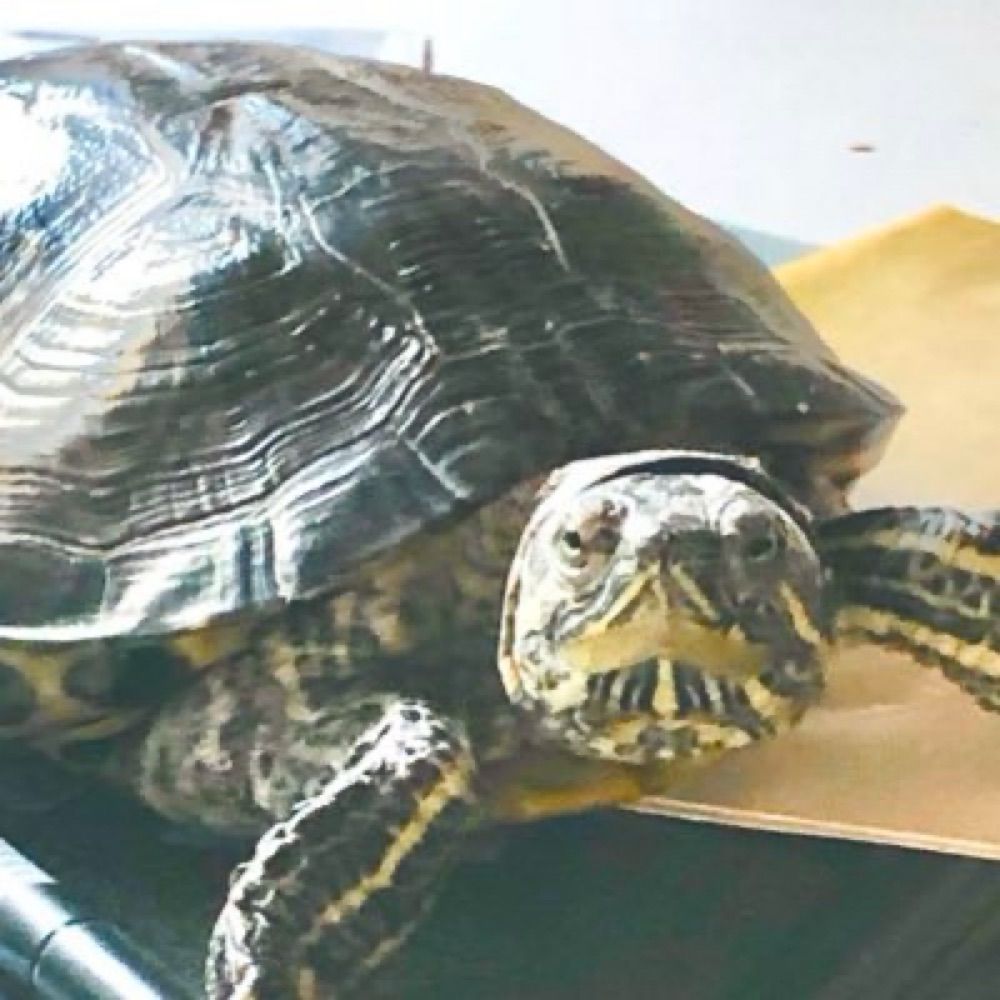 しなの🐢