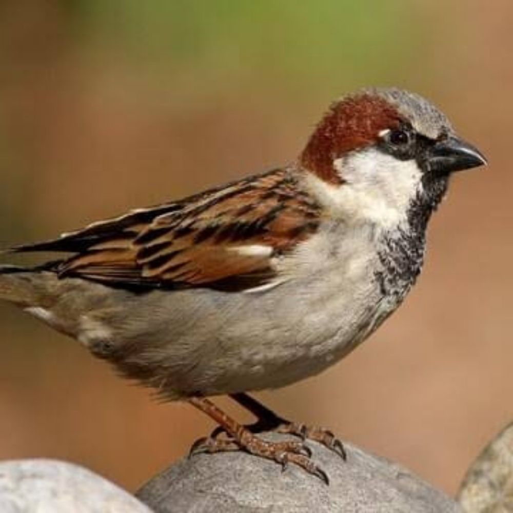 Sparrow