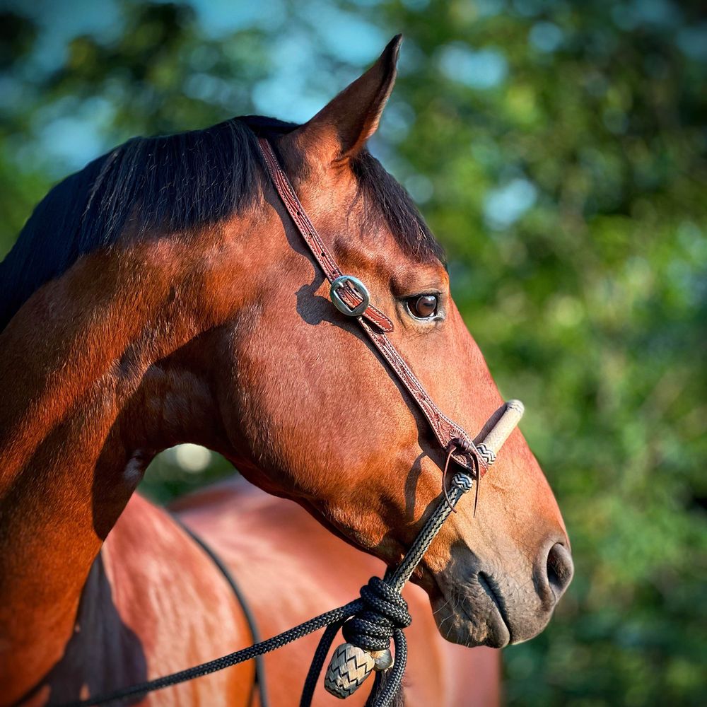 VSP Equestrian