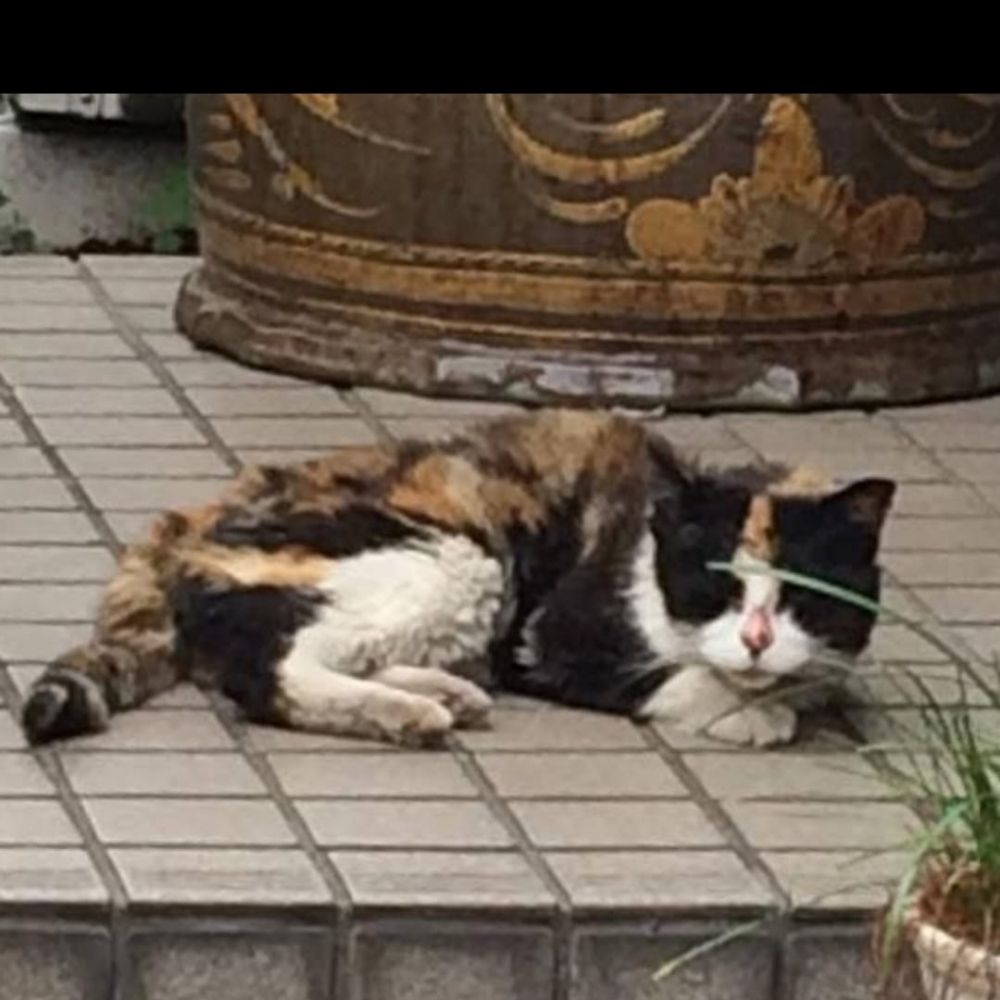 むき
