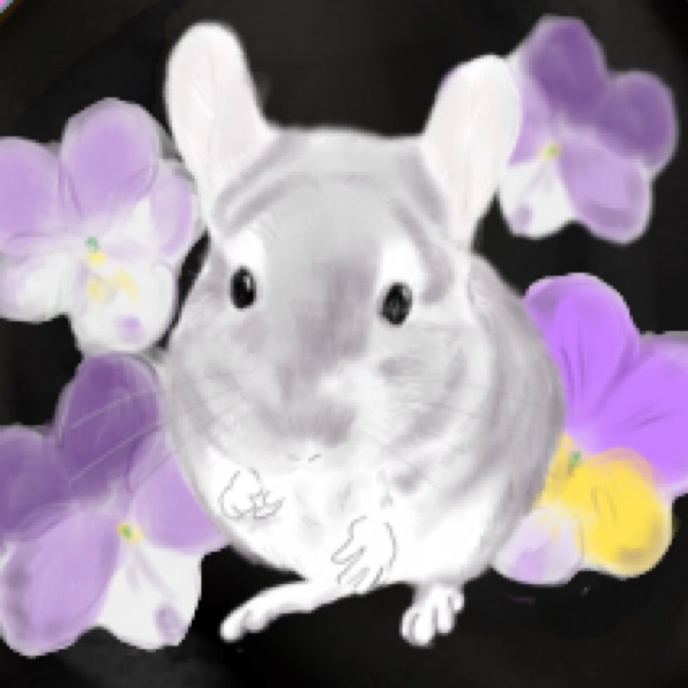チンチラすみれ