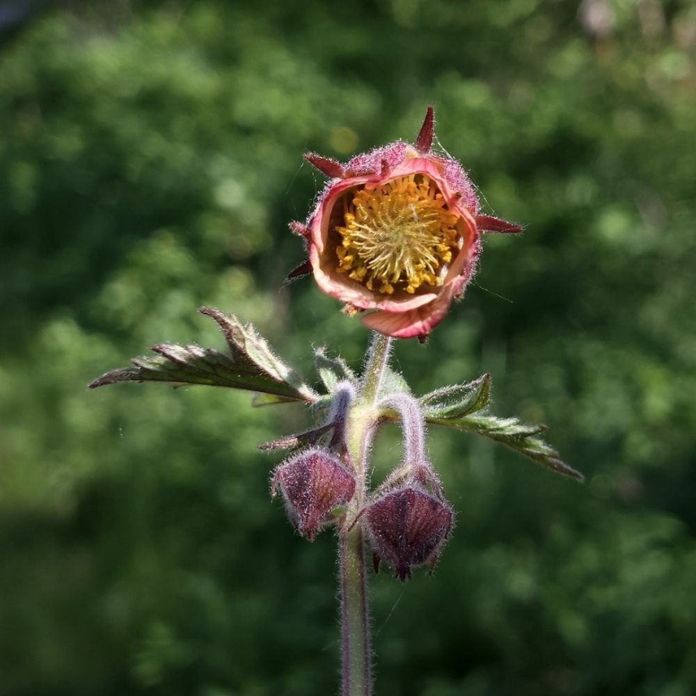 Profile picture humleblomster.bsky.social