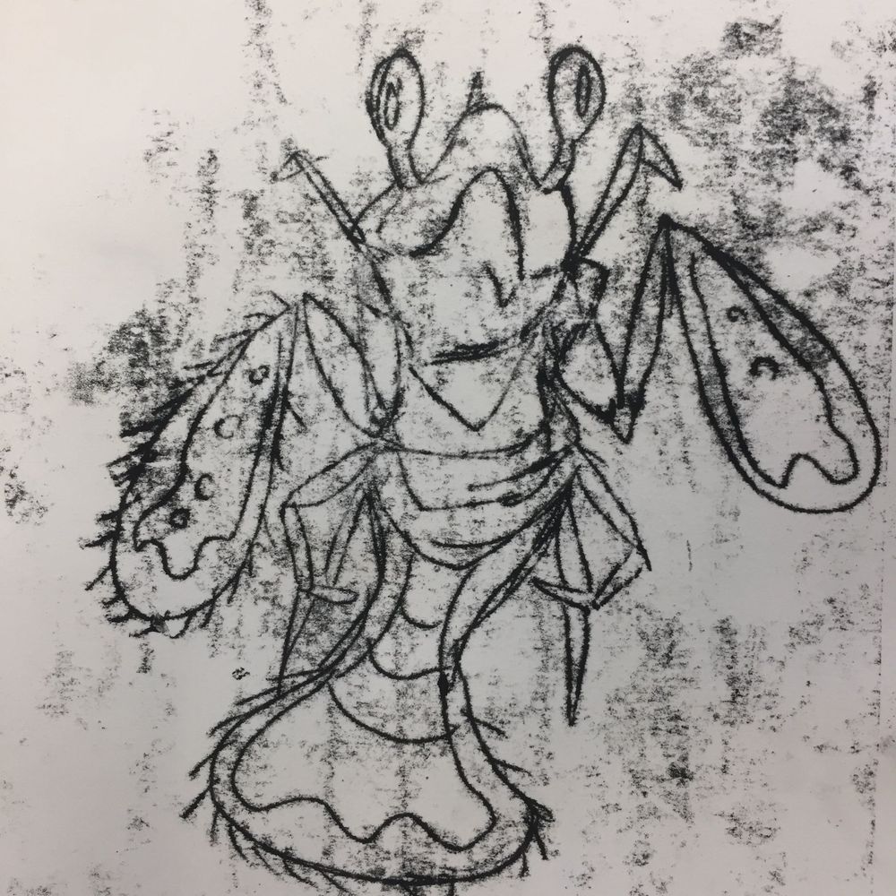Shrimp