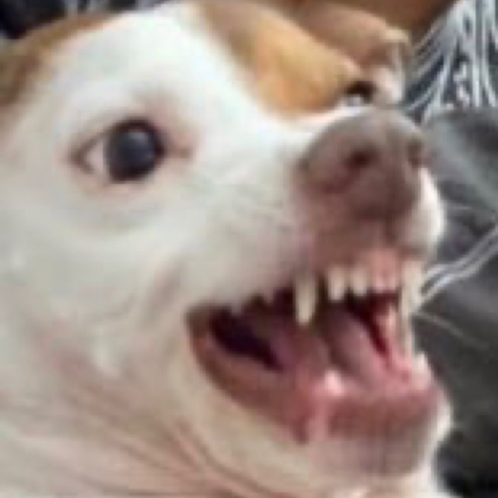 adultosaur or Achr0i on most things
