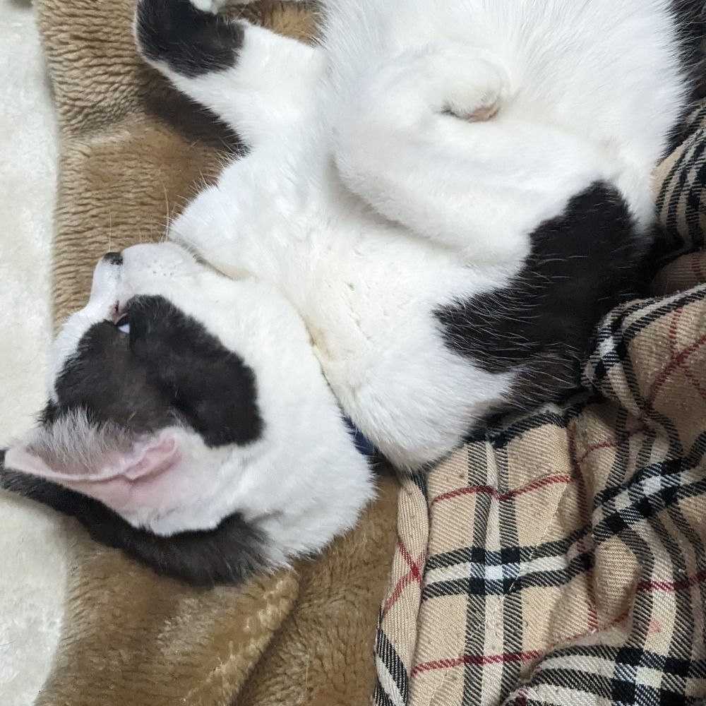 nyamu
