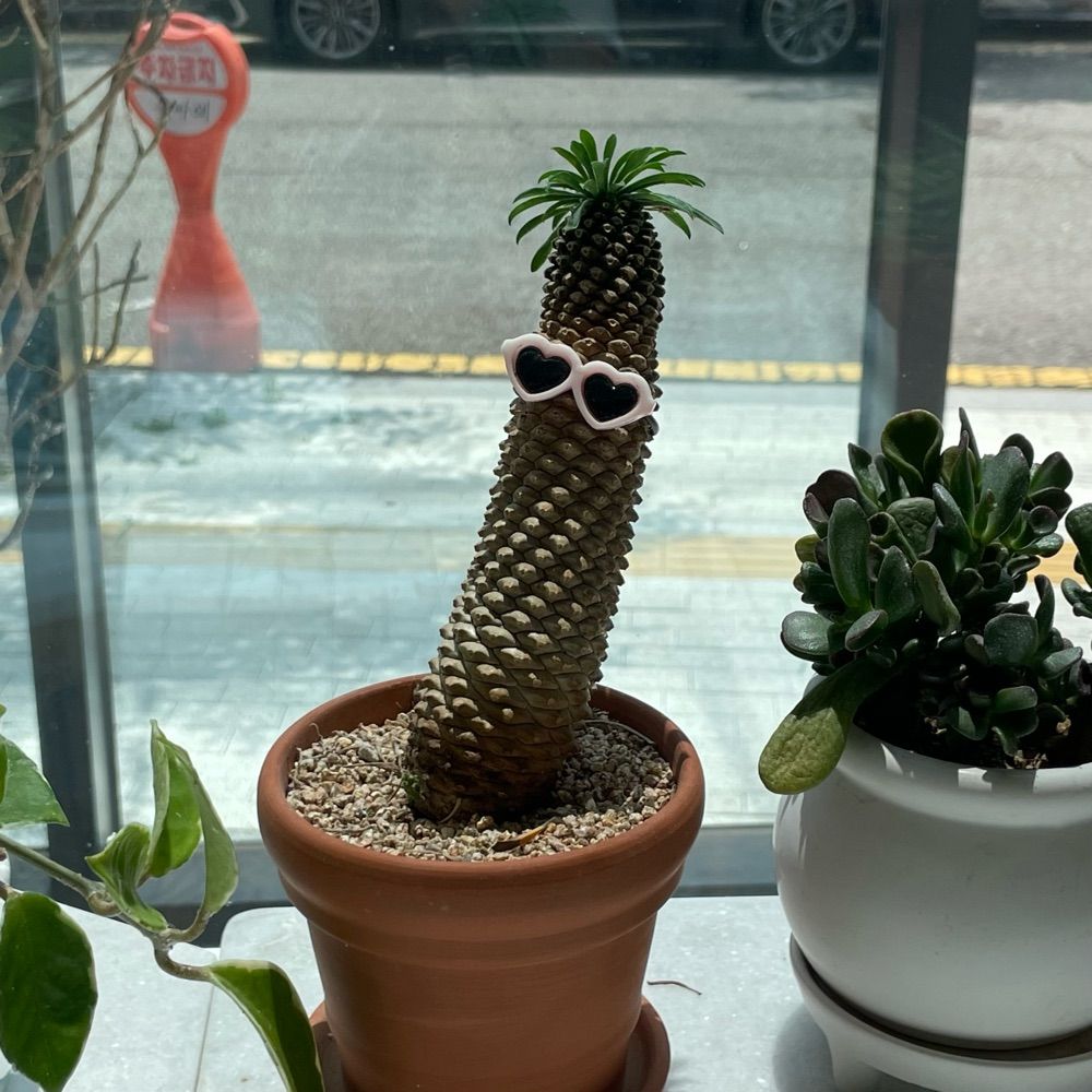 세반