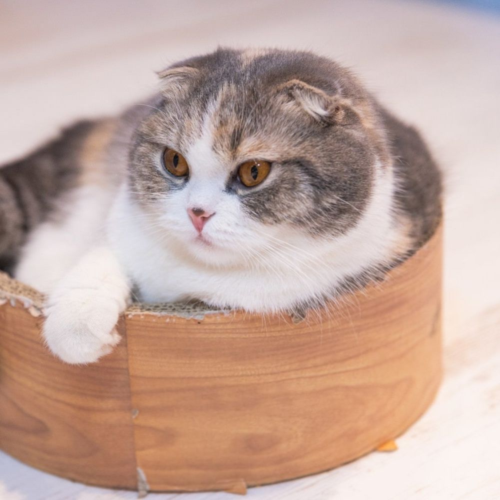 しま