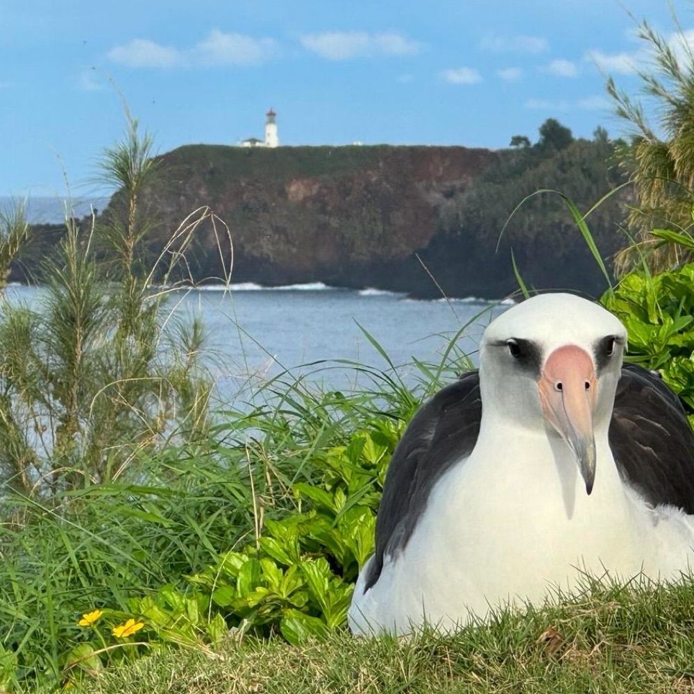 @OceanBird.bsky.social