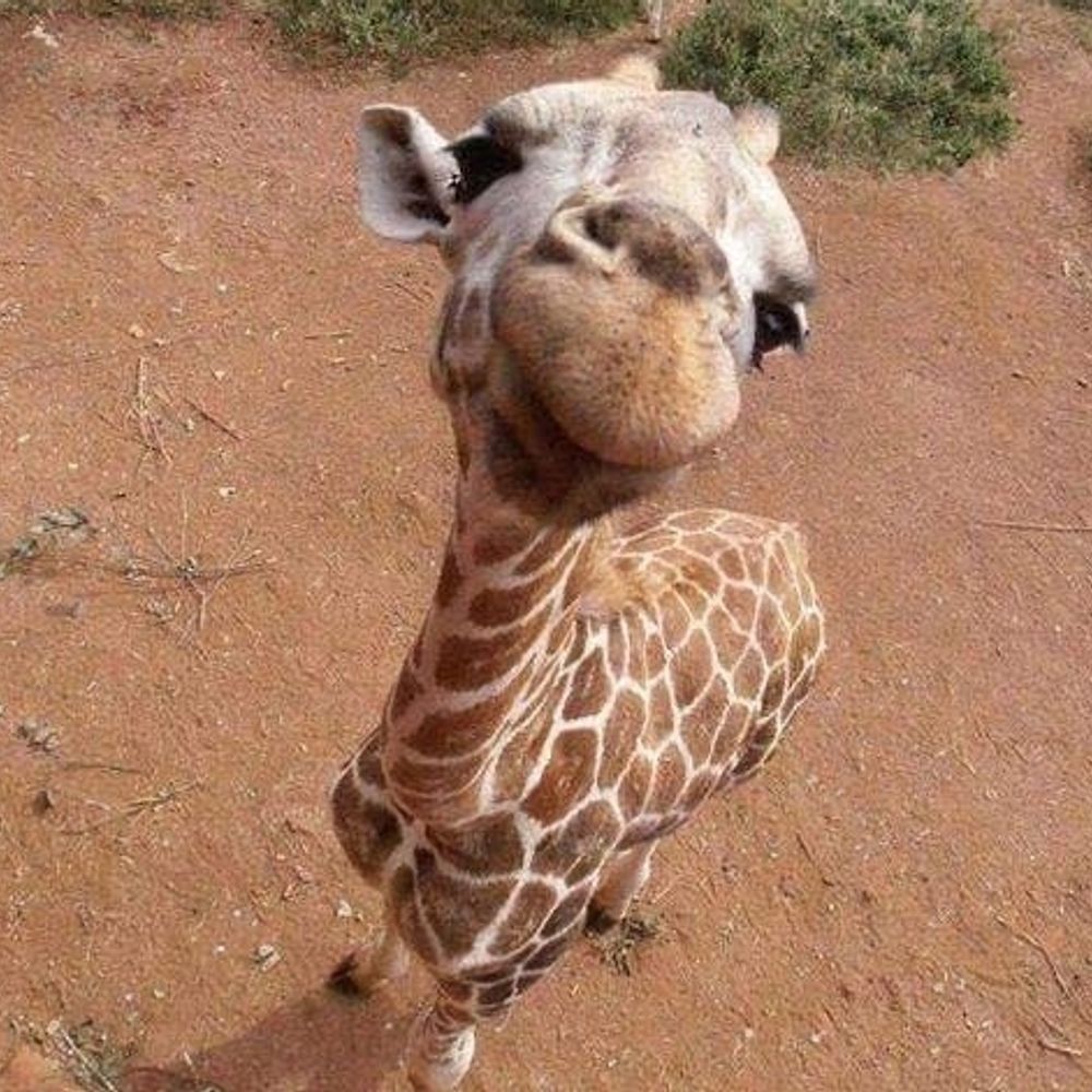 🦒