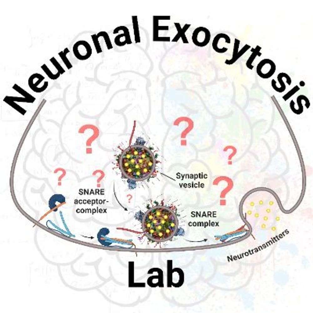 Neuronal Exocytosis Lab