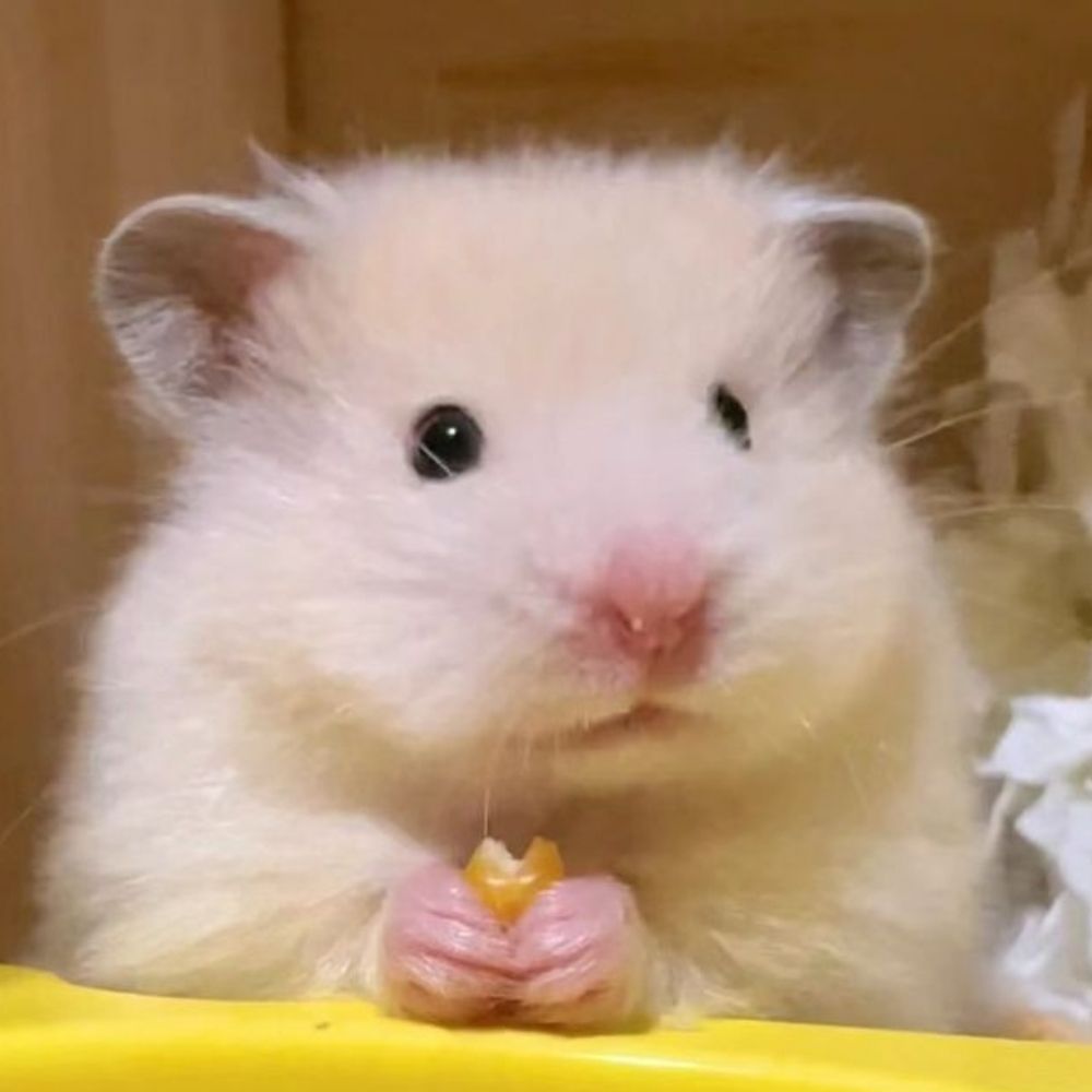 별사탕