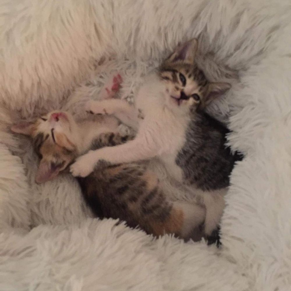 Willie & Lily, the kitty twins. 😻❤️🐾🇨🇦