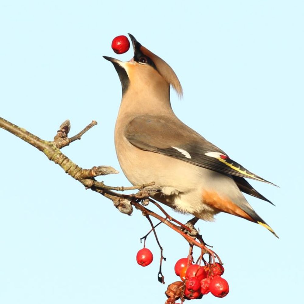 Waxwings and Hawfinches