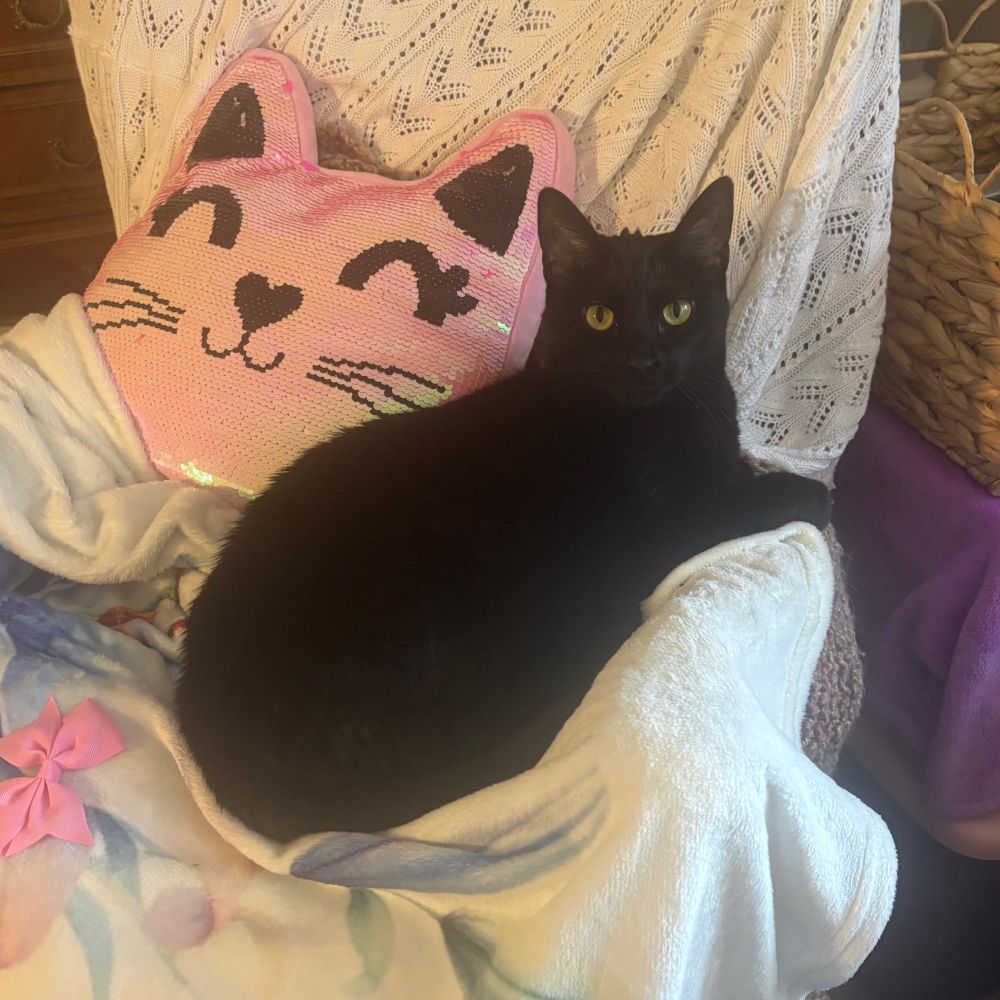 dlothemunchkin.bsky.social profile picture