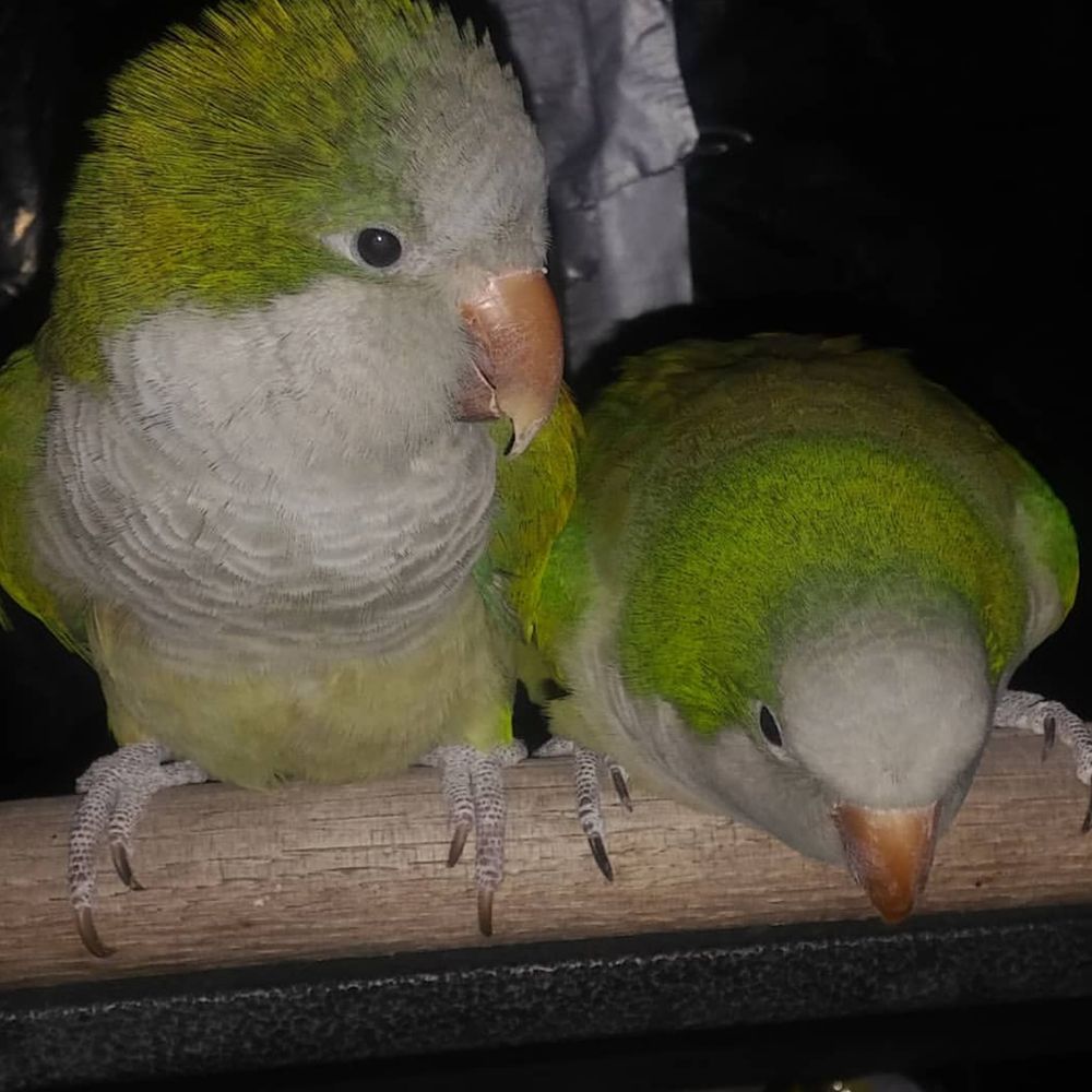 Boogadies