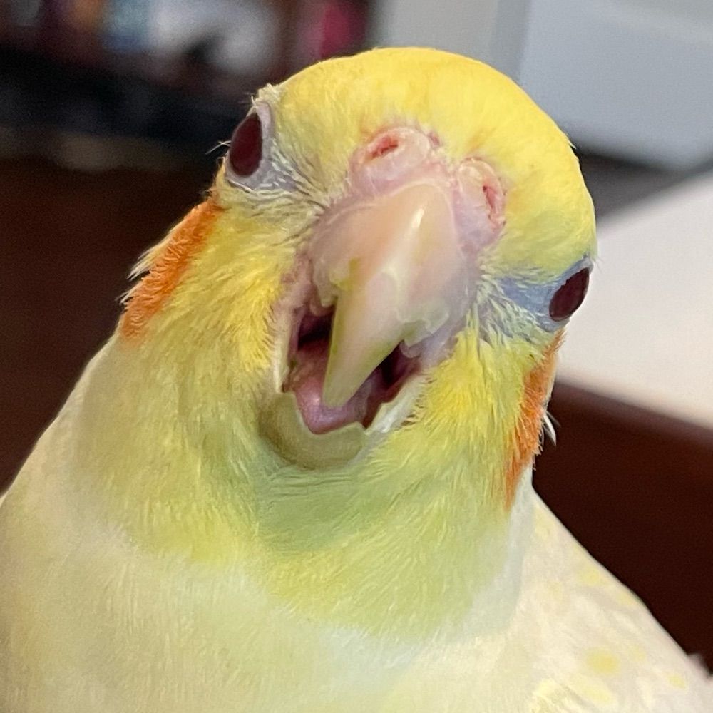 Tatl and Tael the Tiels