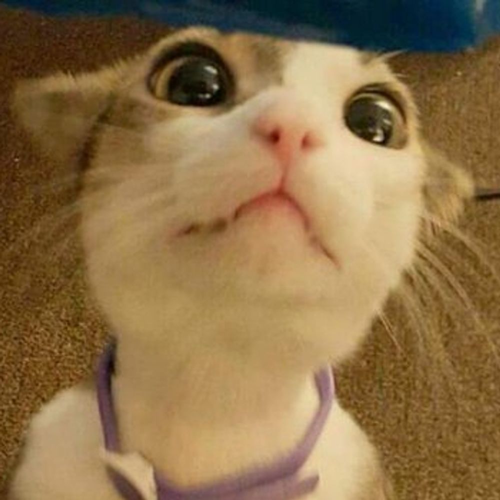 Cat Cat Cat
