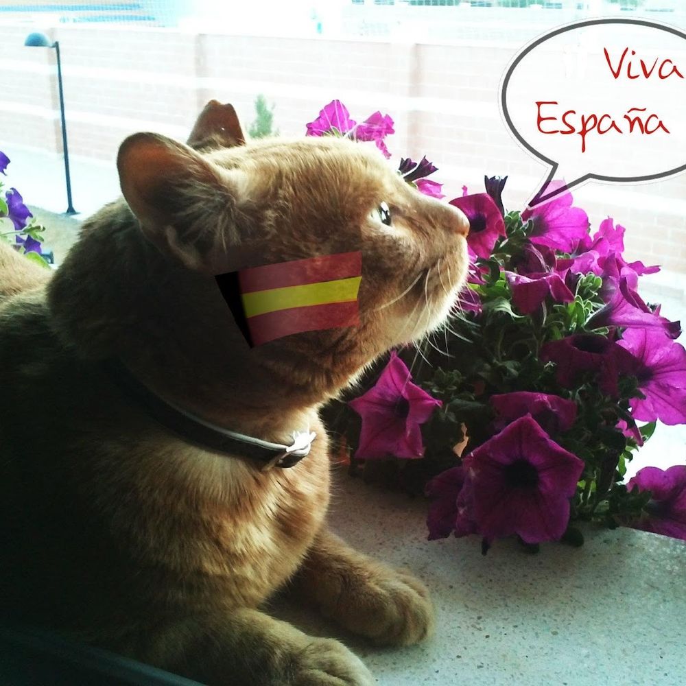 Corazón Gatuno