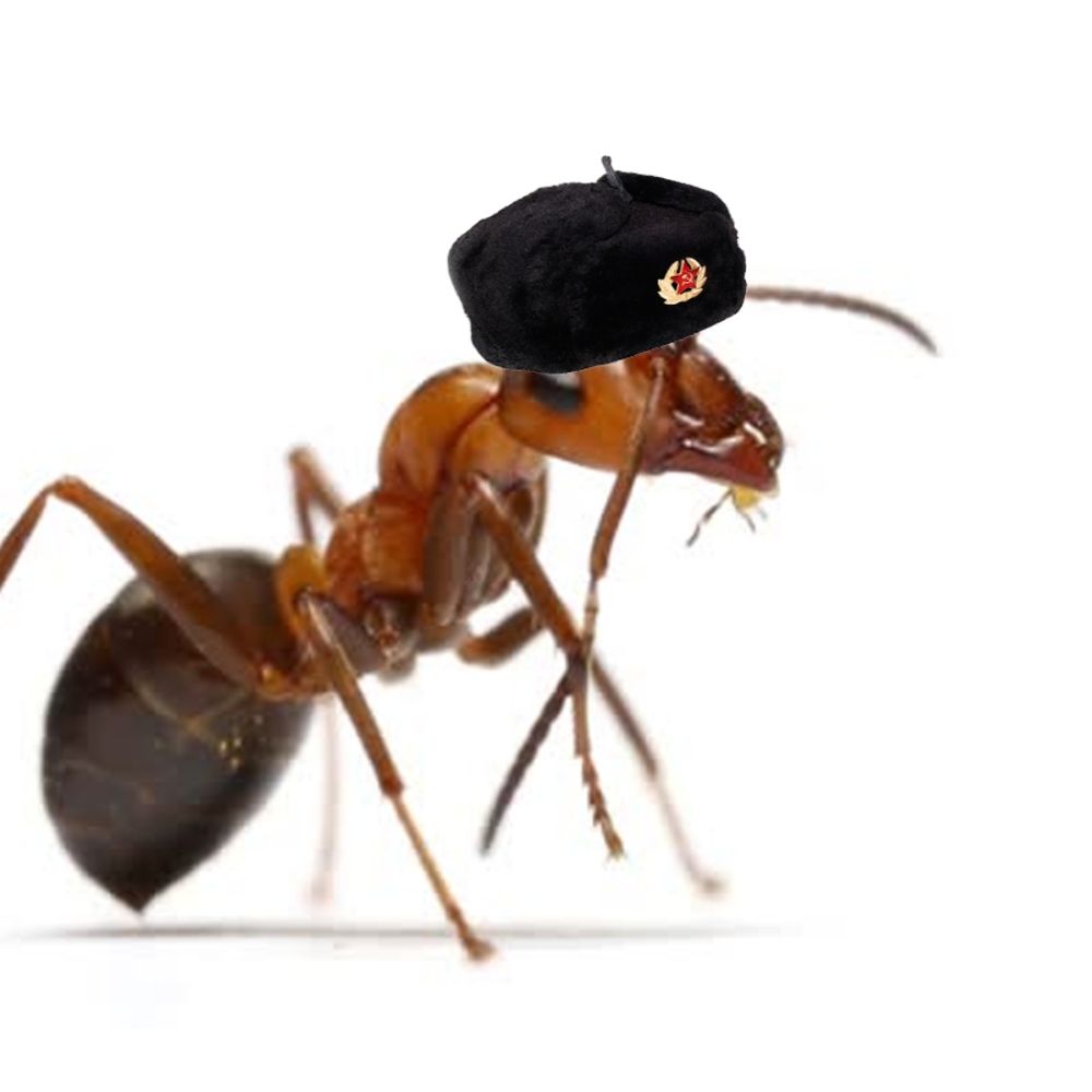 mirceatheelder.bsky.social