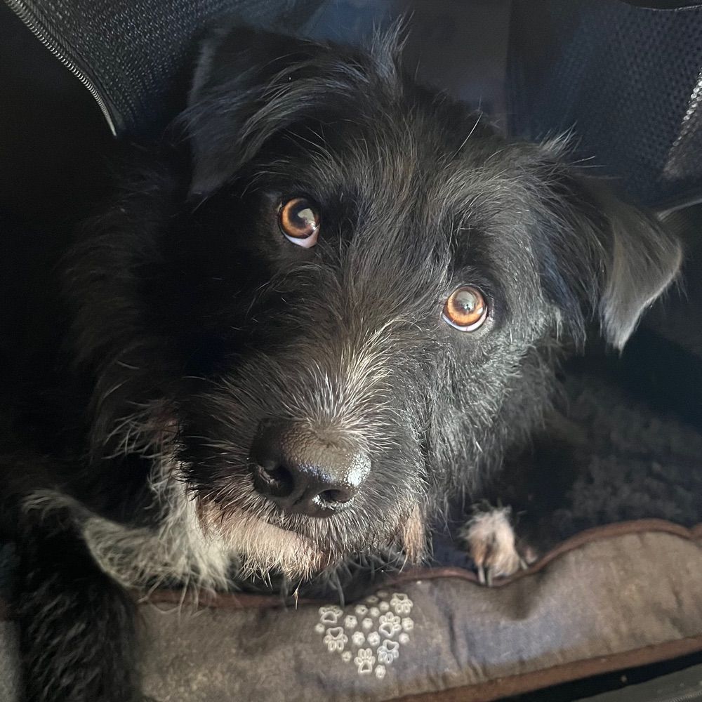 Hugo McPatterdale McCollie