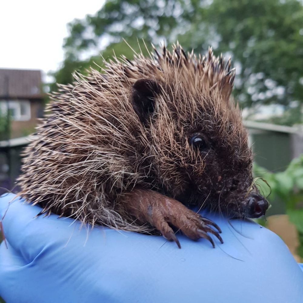 Hals Urban Hedgehogs