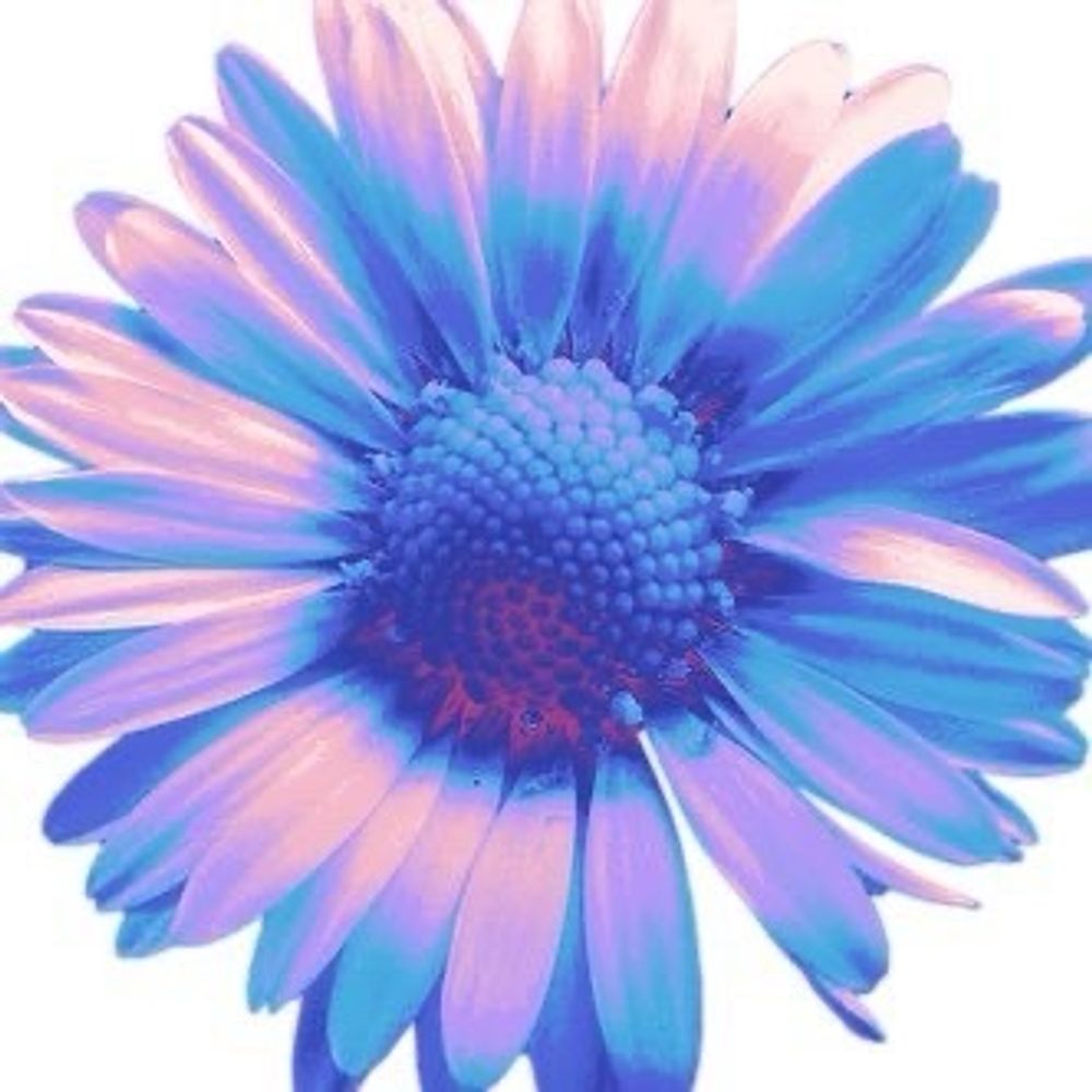 🌸