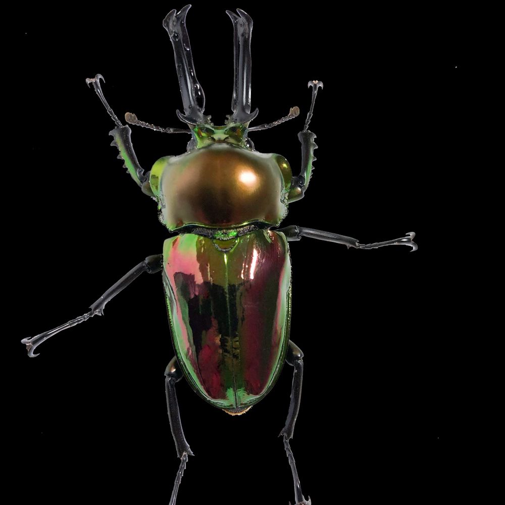 Victoria Bug Zoo