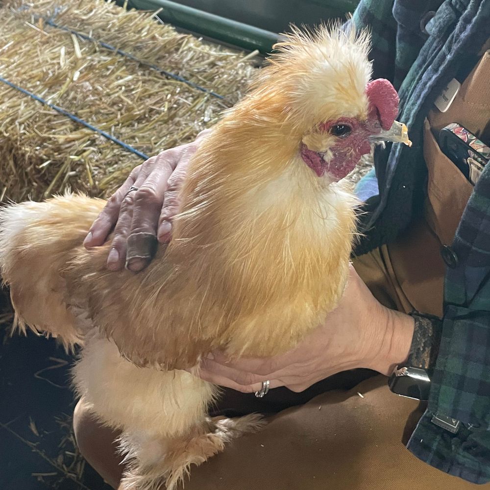 Kara 🐓!