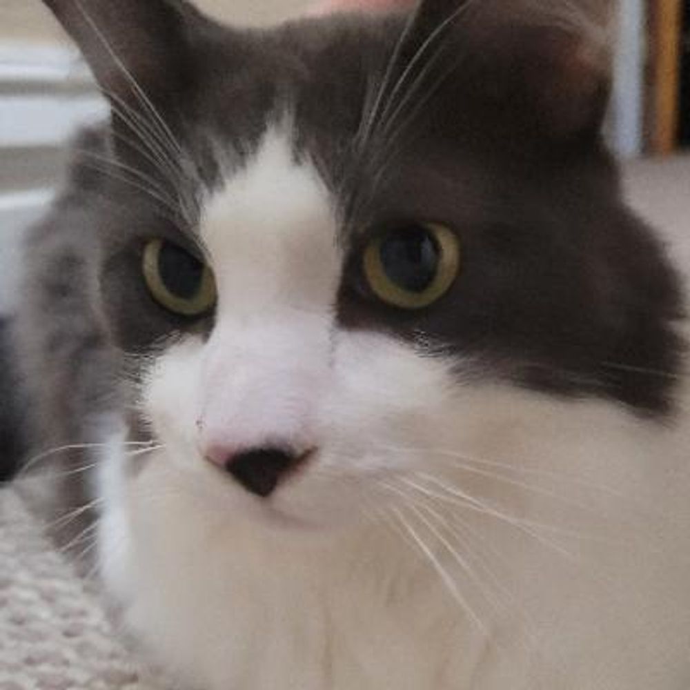 Gary 🐱