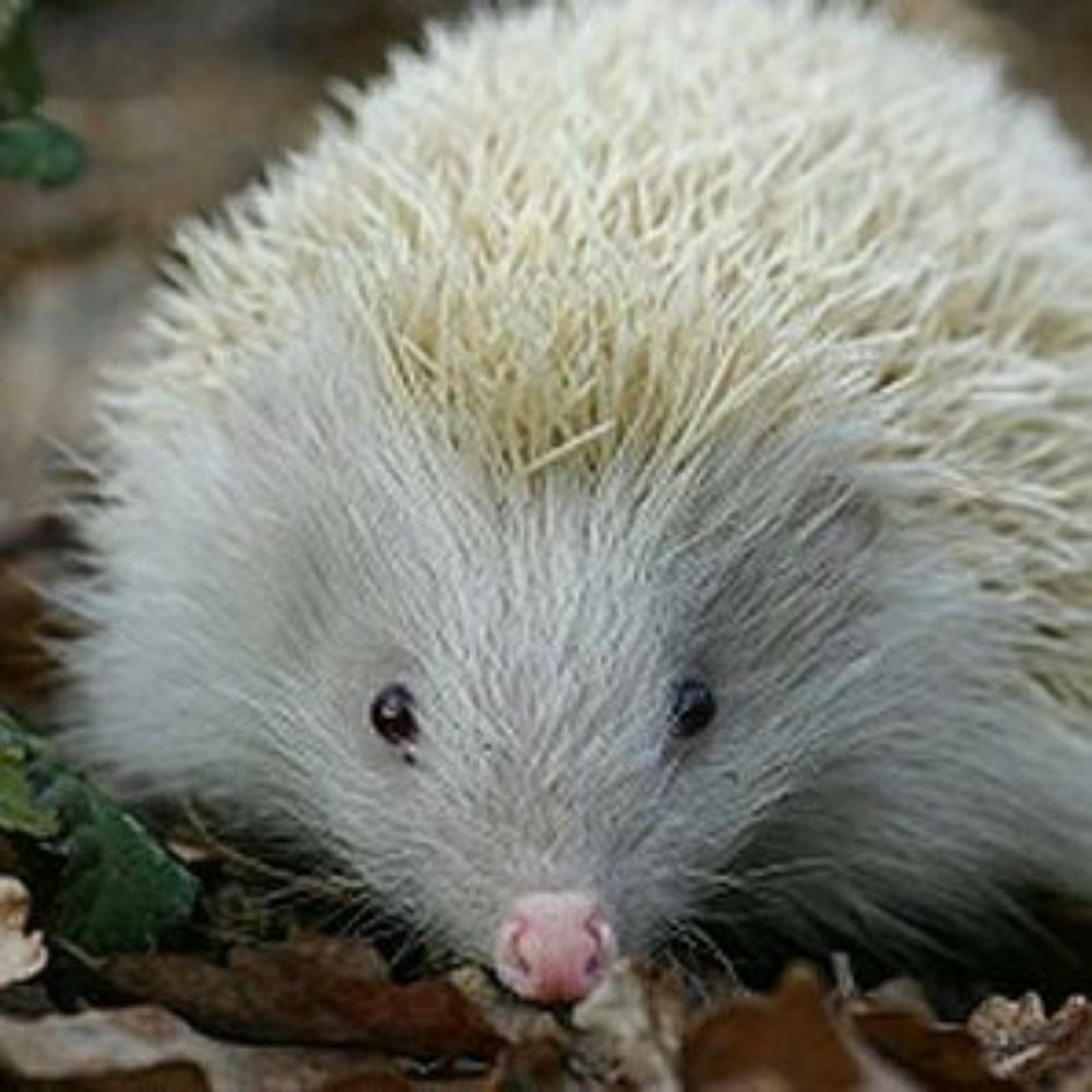 Piquante