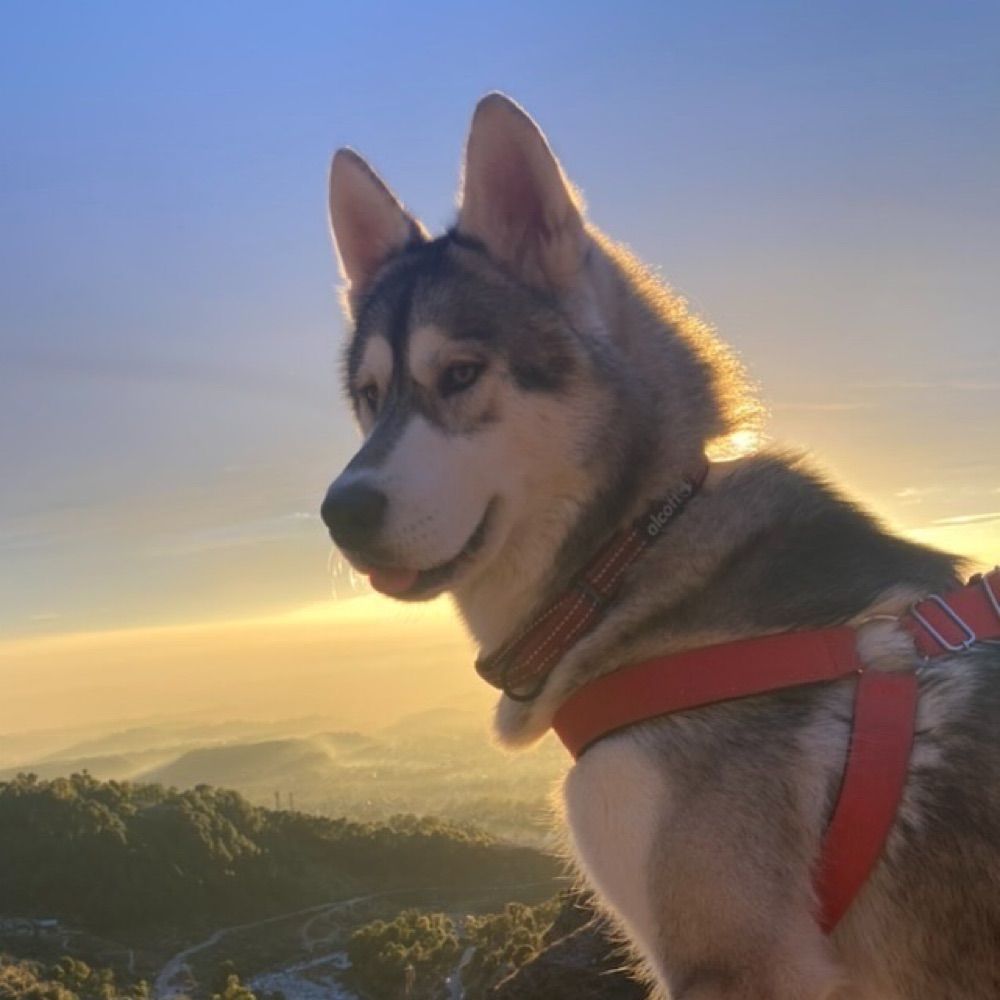 Husky Daily