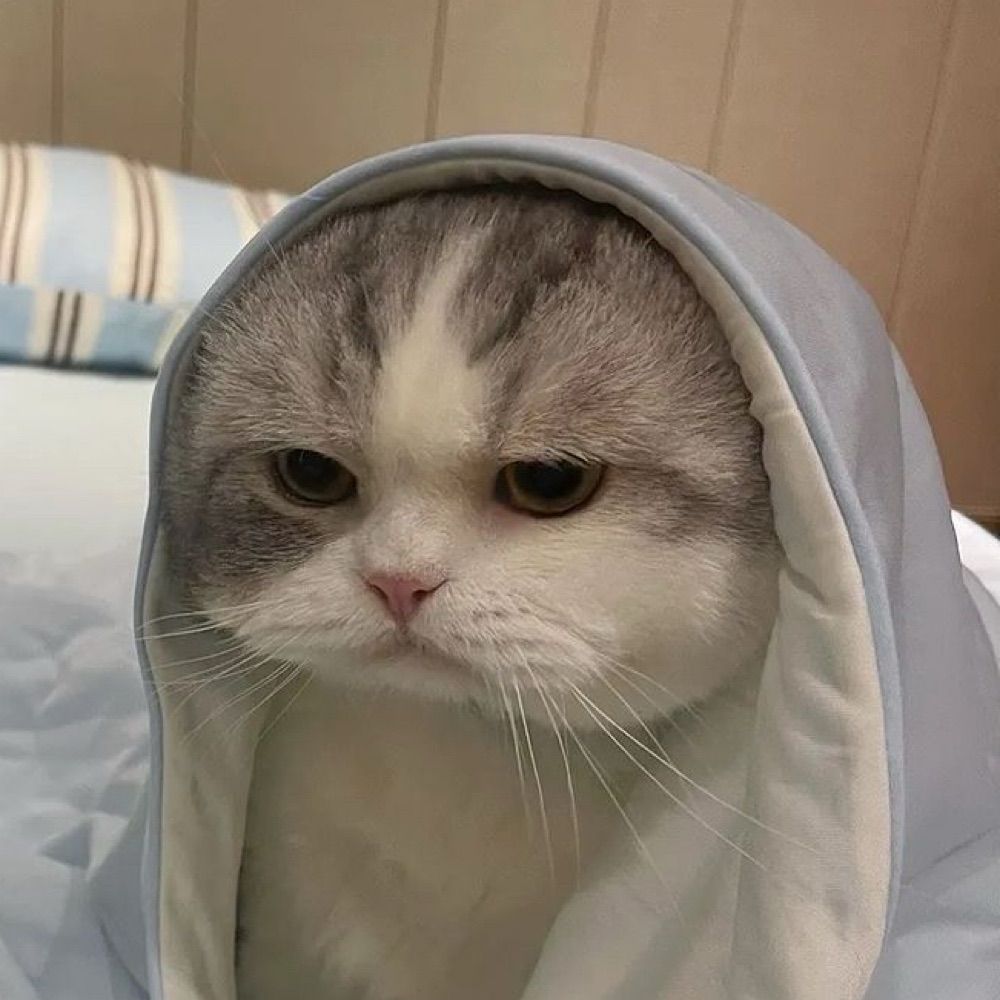 しゃちゃん