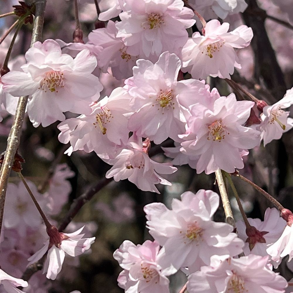 mu-chin-ruru