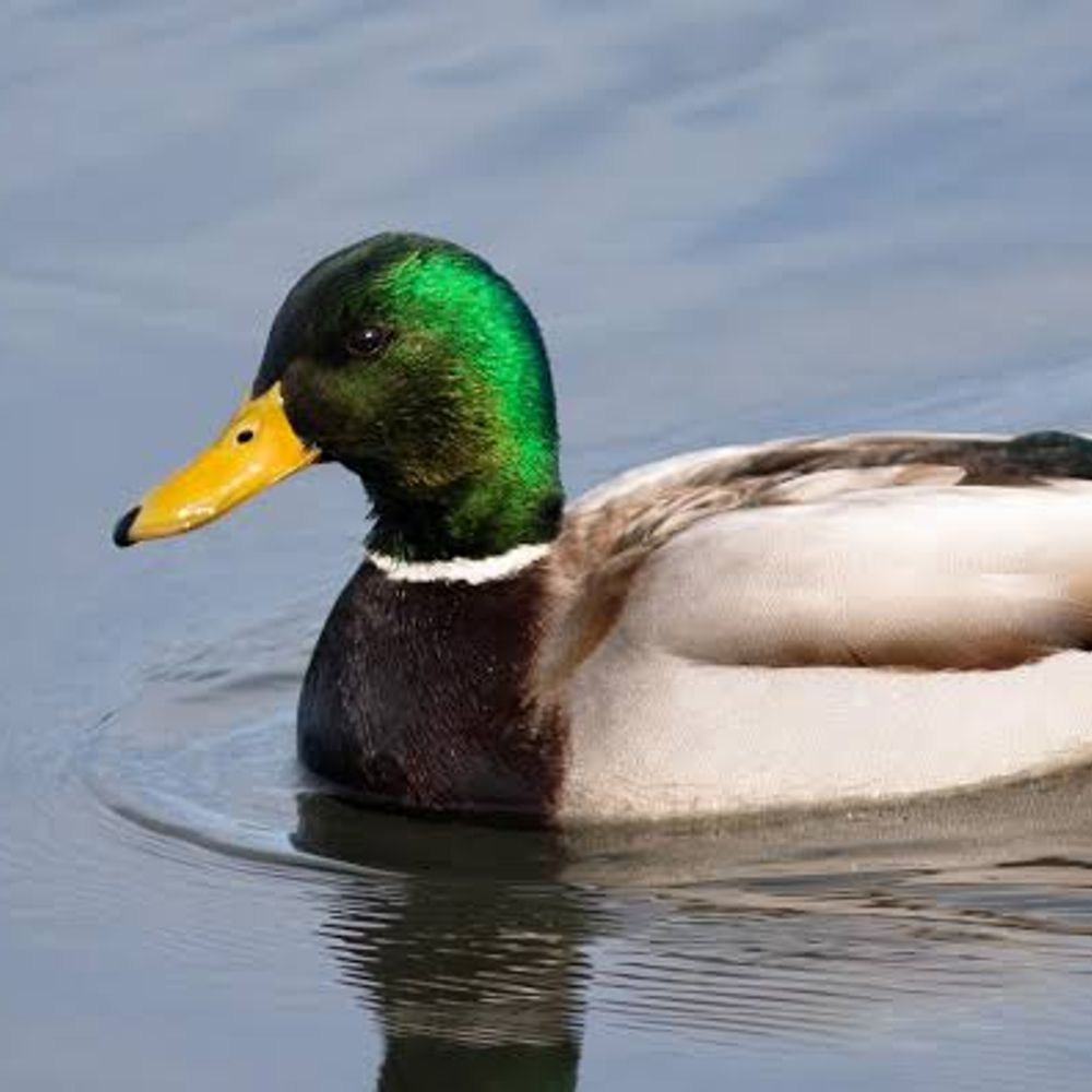 Alexander AKA Ducko