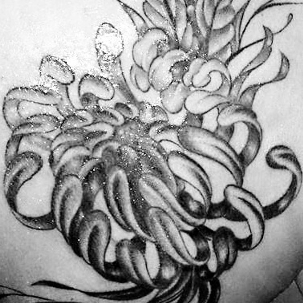 Chrysanthème Mauve