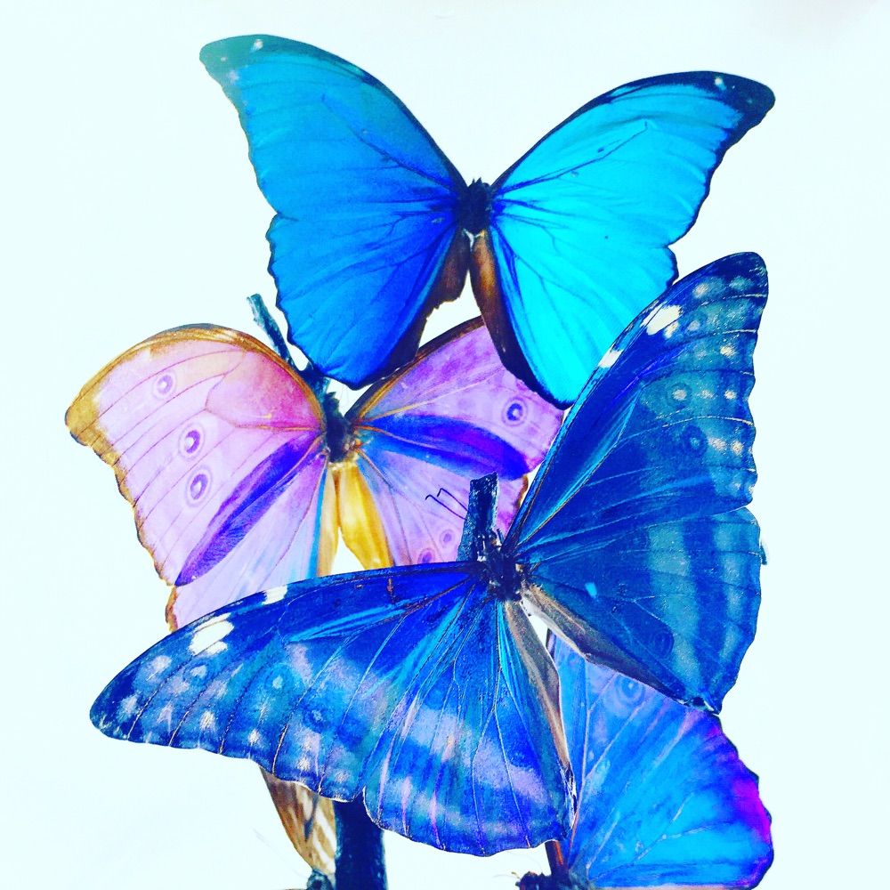 Flutter by Katie