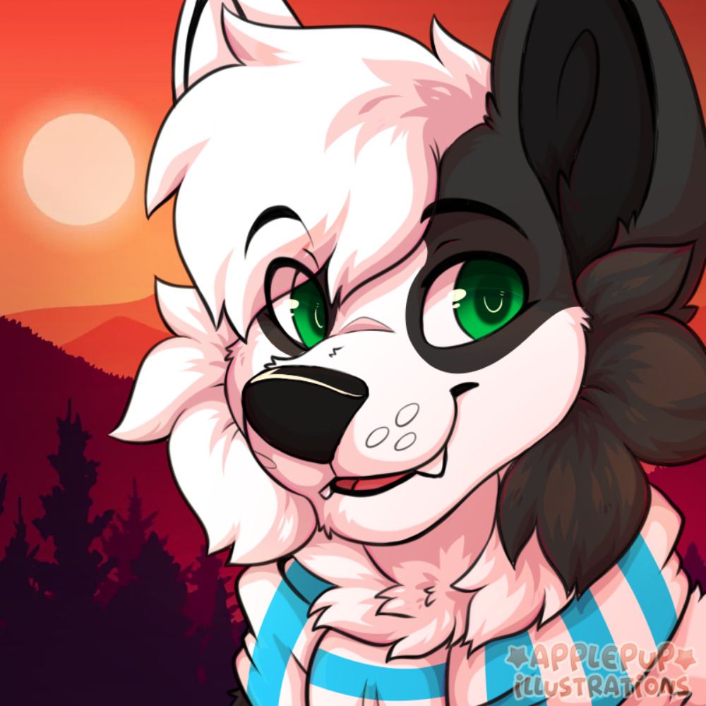 Bailey Collie