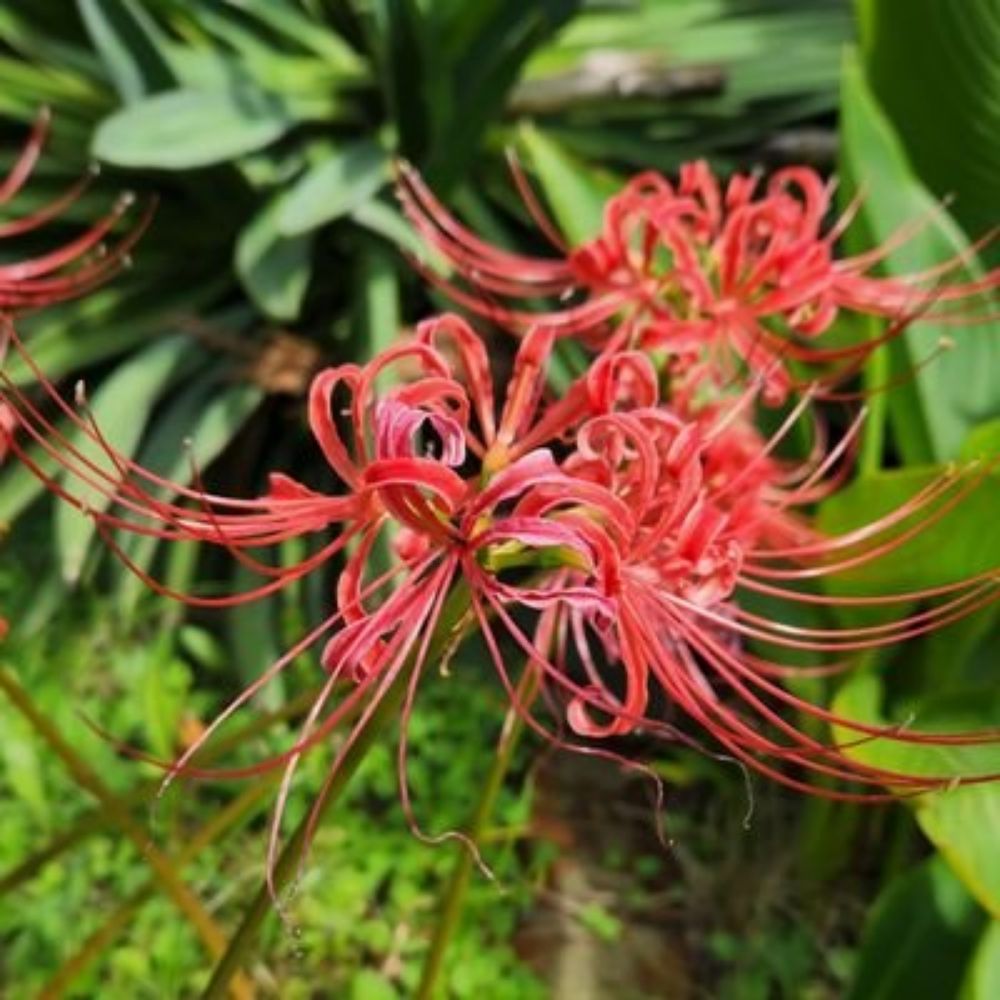 鳴昏涼月