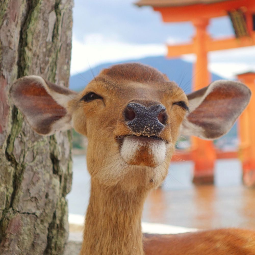 さっとぅん